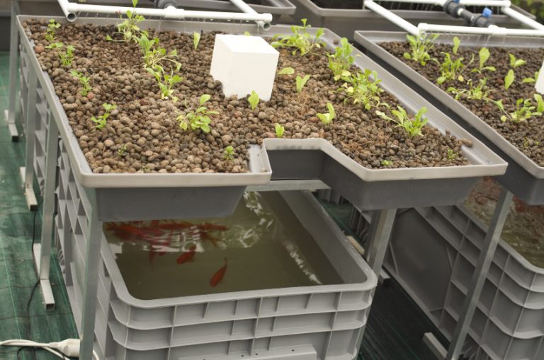 Effektives Ebbe Flut System Für Die Aquaponic Anlage Rekubik® Magazin 5069