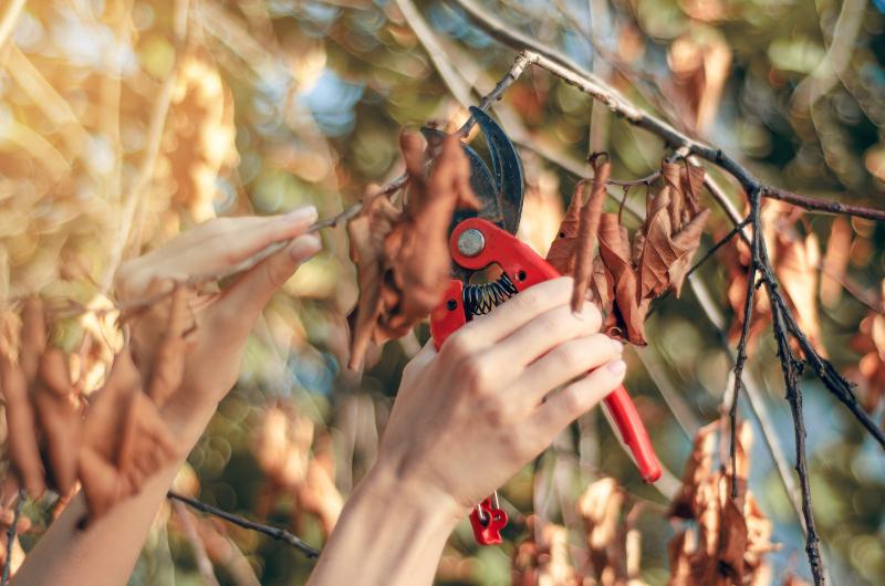 Eine Frau schneidet die abgestorbenen Äste einen Baumes