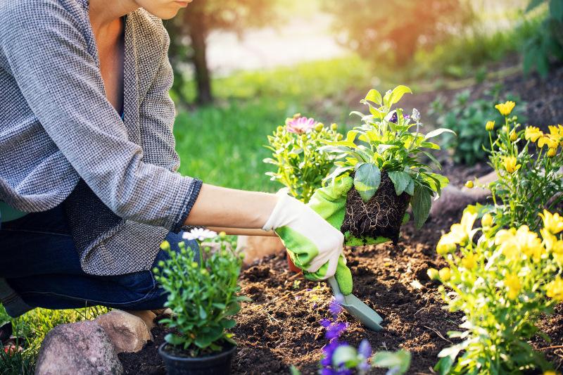 Eine Frau pflanzt Blumen in ein Beet im Garten