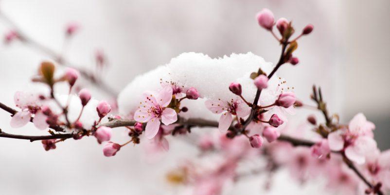 Baumblühten-unter-Schnee