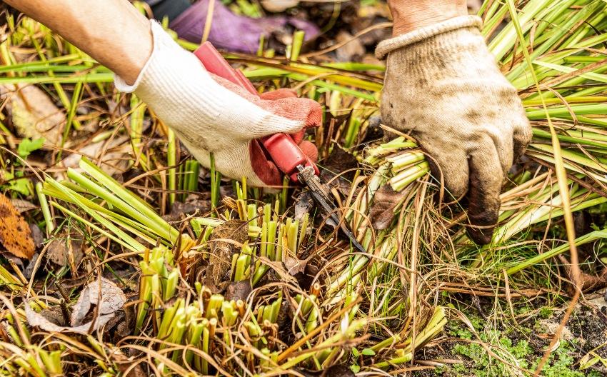 Beschneiden von Pflanzen mit einer Gartenschere - Gartenarbeit im Dezember