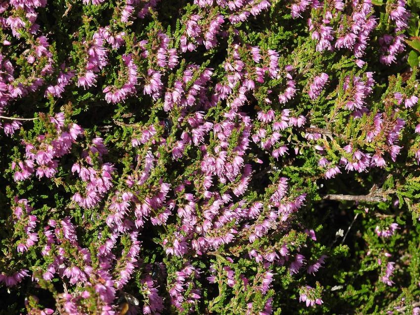 Heidekraut (Calluna vulgaris), Berggebiet in der Nähe von Faschina, Vorarlberg, Österreich