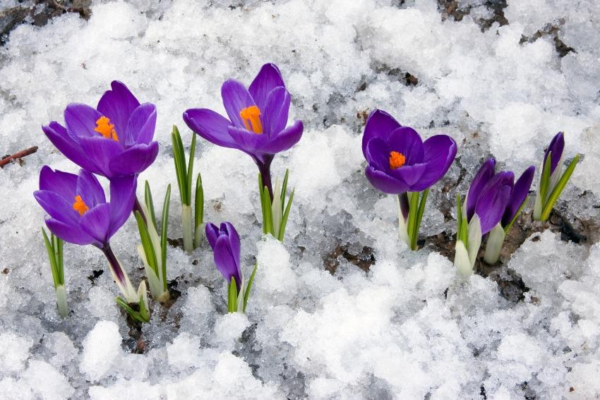 Krokusse blühen am Ende des Winters