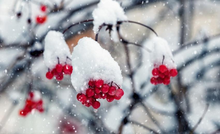 Schneeball (Viburnum) Sträucher