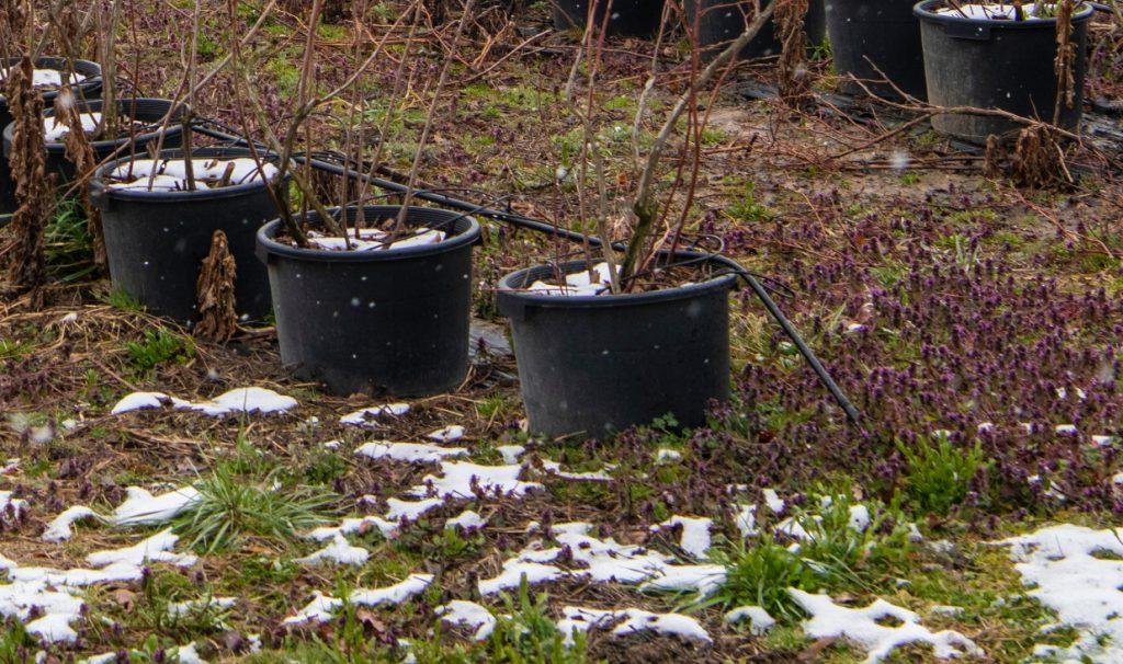 Winter Tropfbewässerung