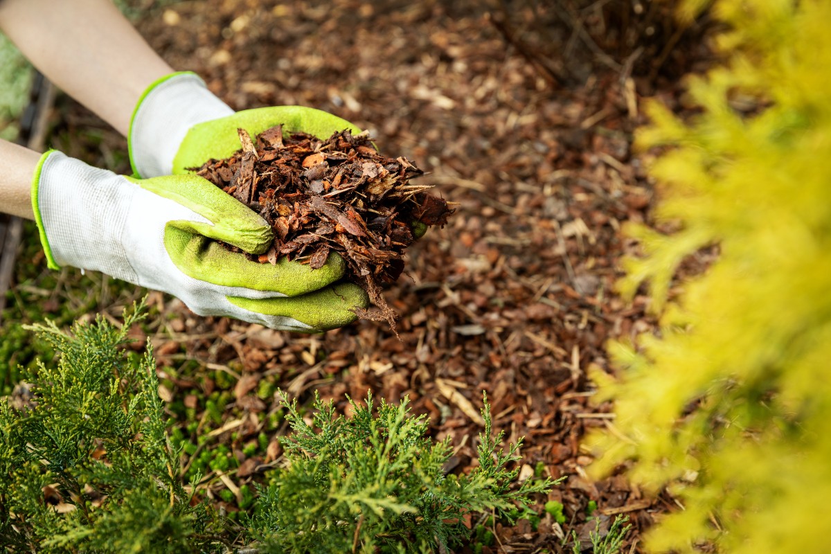 Rindenmulch-als-Duengemittel.