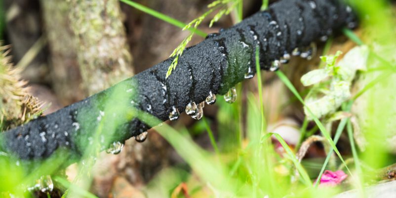 Spart die Tröpfchenbewässerung Wasser