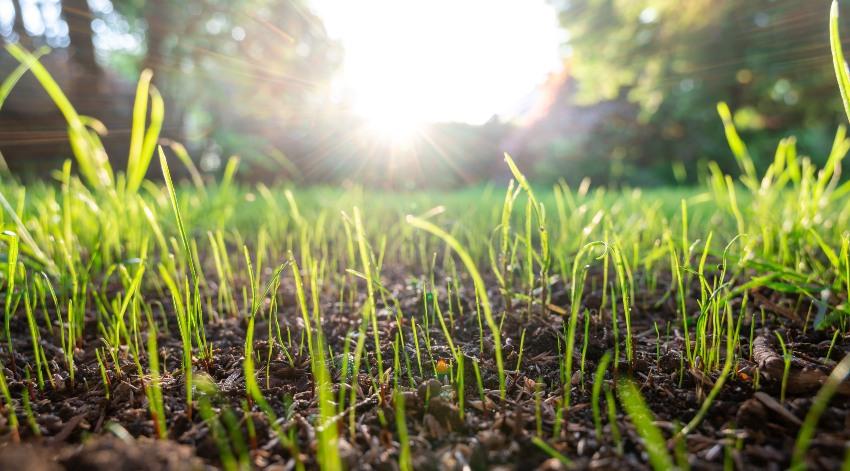 Junges Gras, Nahaufnahme - Wie oft sollte man den Rasen sprengen?