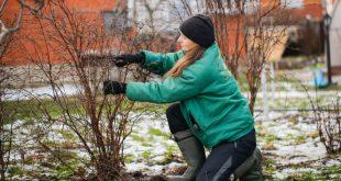 Frau-die-ihren-Garten-Winterfest-macht