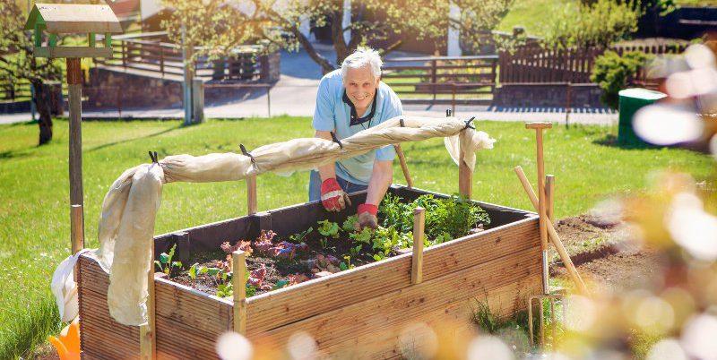 Mann-in-seinem-Garten-mit-Hochbeet